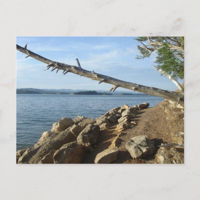 Kentucky Lake Shoreline Post Card (Front)