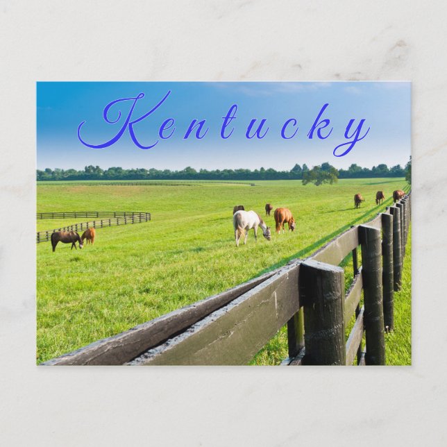Kentucky Postcard. Horses at horse farm. Postcard (Front)