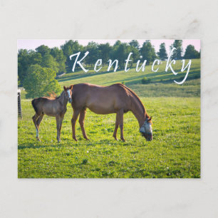 Kentucky Postcard. Horses at horse farm. Postcard