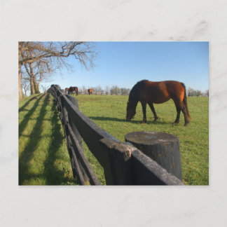 Kentucky Thoroughbreds Postcard