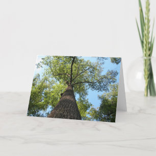 Kentucky Tree Card