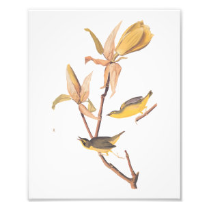 Kentucky Warbler Audubon Birds and Magnolia Flower Photo Print