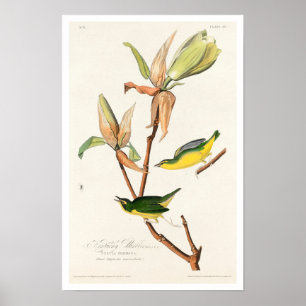 Kentucky Warbler by Audubon Poster