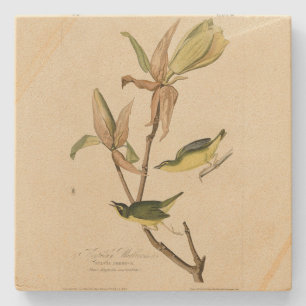 Kentucky Warbler from Audubon's Birds of America Stone Coaster