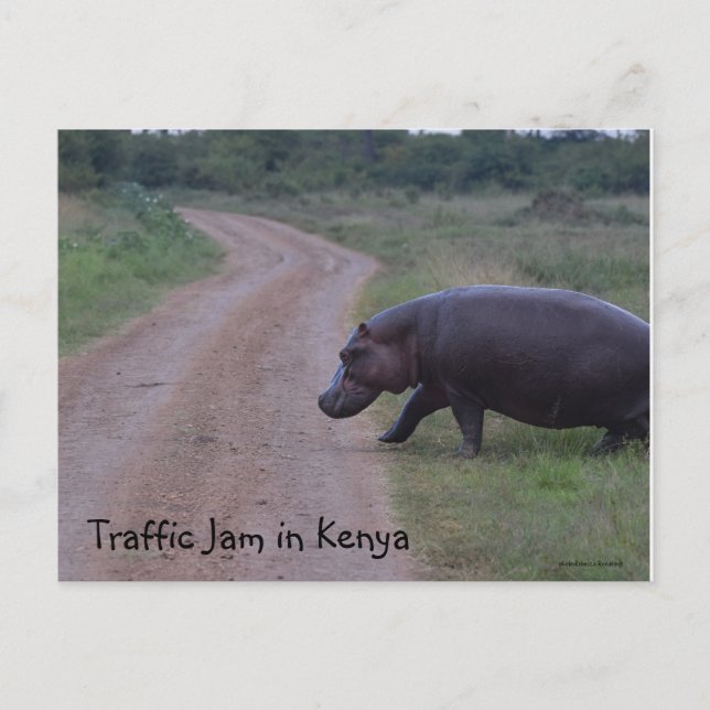 Kenya Africa Traffic Jam Hippo Postcard (Front)