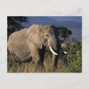 Kenya: Amboseli, male African elephant Postcard