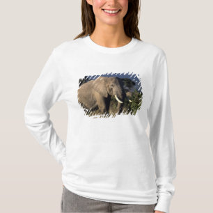 Kenya: Amboseli, male African elephant T-Shirt