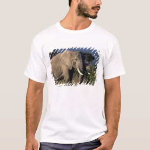Kenya: Amboseli, male African elephant T-Shirt
