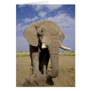 Kenya: Amboseli National Park, male elephant