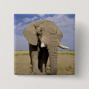 Kenya: Amboseli National Park, male elephant 15 Cm Square Badge