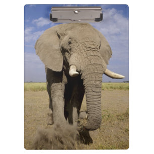 Kenya: Amboseli National Park, male elephant Clipboard