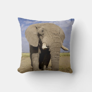 Kenya: Amboseli National Park, male elephant Cushion