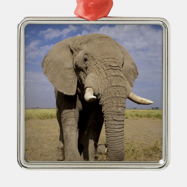 Kenya: Amboseli National Park, male elephant Metal Tree Decoration (Front)