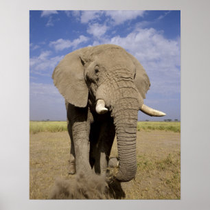 Kenya: Amboseli National Park, male elephant Poster