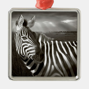 Kenya. Black & white of zebra and plain. Metal Tree Decoration