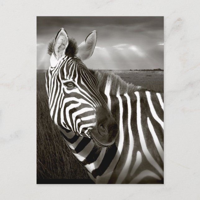 Kenya. Black & white of zebra and plain. Postcard (Front)