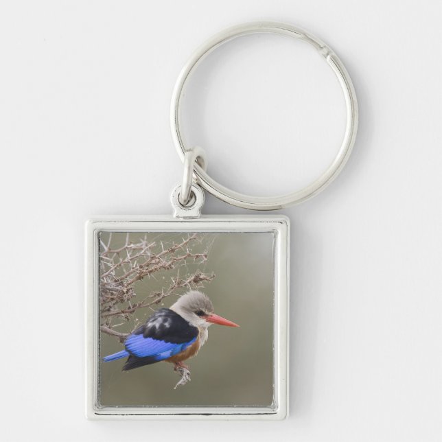 Kenya. Close-up of grey-headed kingfisher Key Ring (Front)