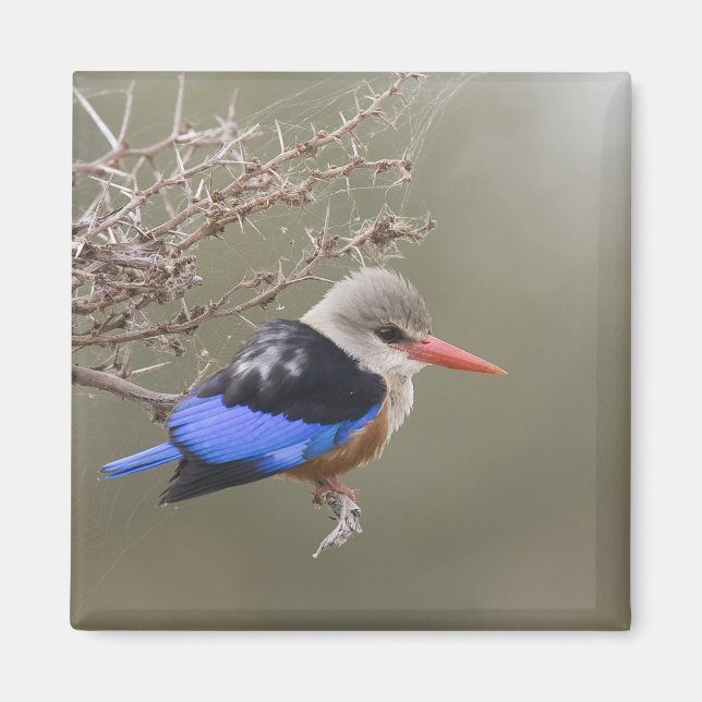 Kenya. Close-up of grey-headed kingfisher Magnet (Front)