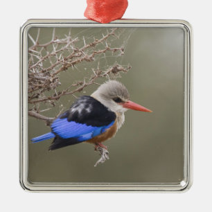 Kenya. Close-up of grey-headed kingfisher Metal Ornament
