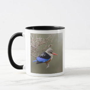 Kenya. Close-up of grey-headed kingfisher Mug
