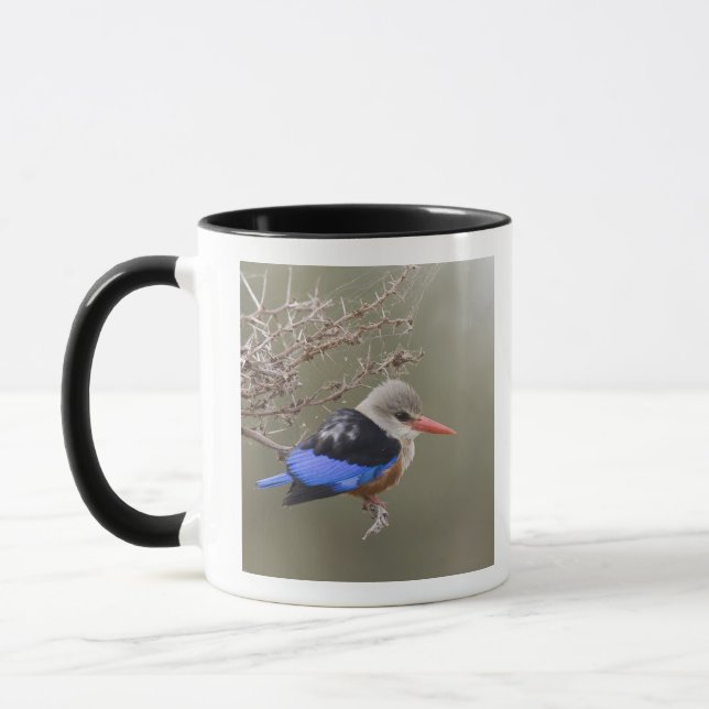 Kenya. Close-up of grey-headed kingfisher Mug (Left)