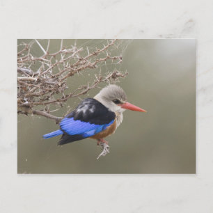 Kenya. Close-up of grey-headed kingfisher Postcard