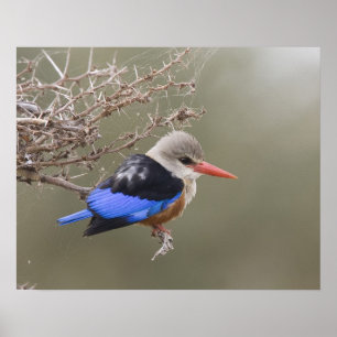 Kenya. Close-up of grey-headed kingfisher Poster