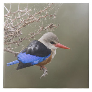 Kenya. Close-up of grey-headed kingfisher Tile