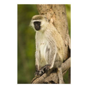 Kenya, Lake Nakuru National Park. Vervet Photo Print
