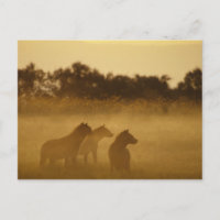 Kenya: Lake Turkana National Park spotted hyaenas