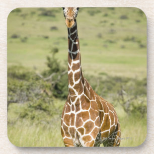 Kenya, Lewa Conservancy, Masai Giraffe standing Coaster