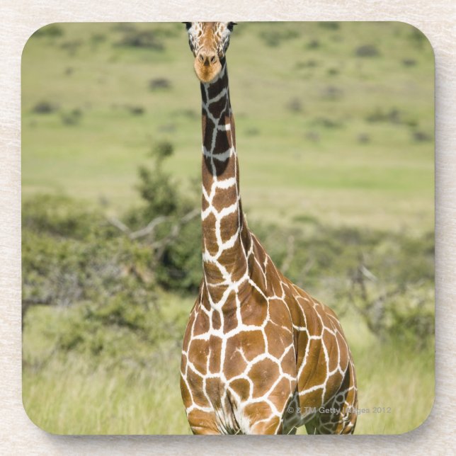 Kenya, Lewa Conservancy, Masai Giraffe standing Coaster (Front)
