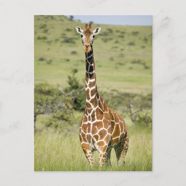Kenya, Lewa Conservancy, Masai Giraffe standing Postcard (Front)