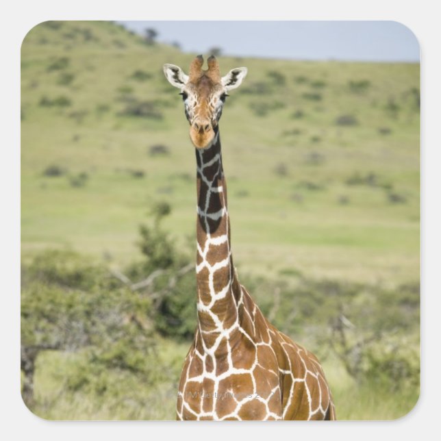 Kenya, Lewa Conservancy, Masai Giraffe standing Square Sticker (Front)