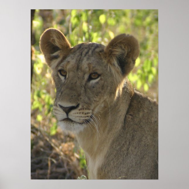 KENYA Lioness On Guard Poster (Front)