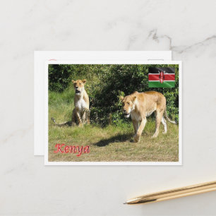 Kenya - Lionesses - Postcard