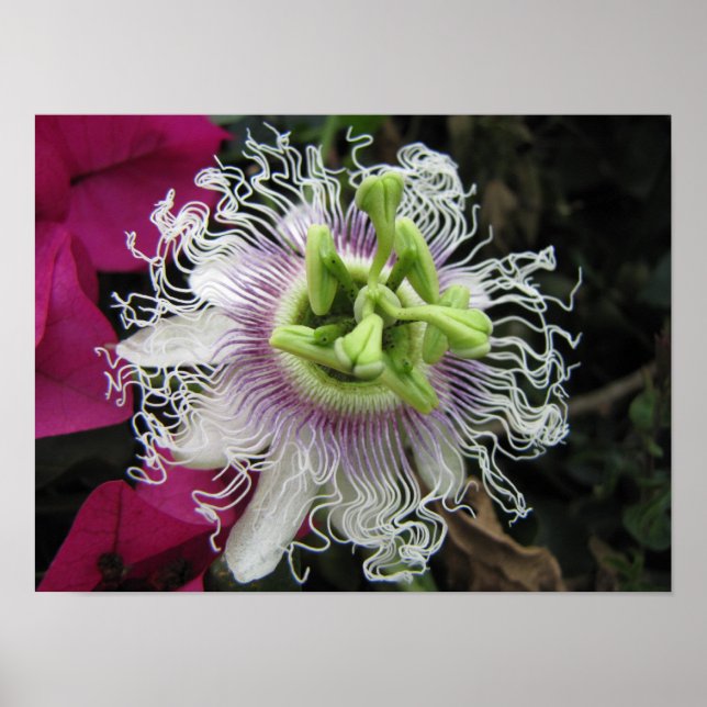 KENYA Macro Passion Flower Poster (Front)