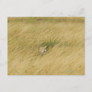Kenya, Masai Mara 2 Postcard