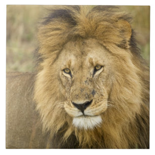 Kenya Masai Mara Ceramic Tile