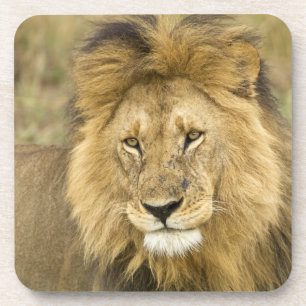 Kenya Masai Mara Coaster
