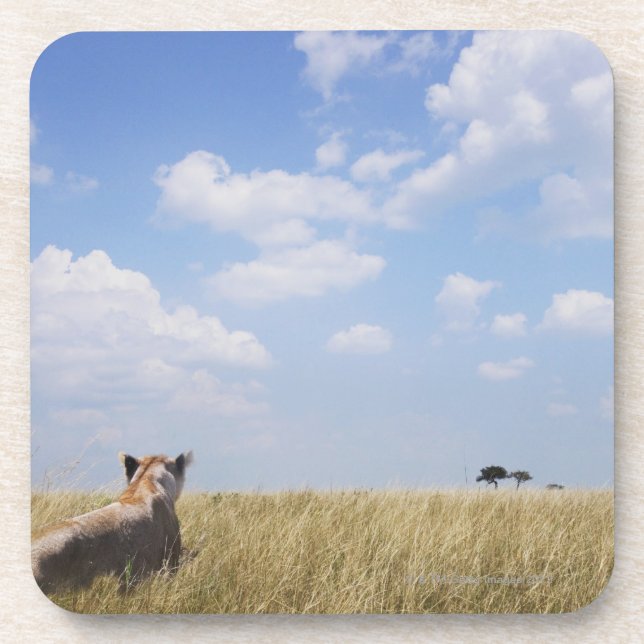 Kenya, Masai Mara Coaster (Front)
