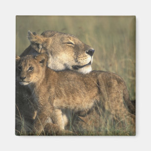 Kenya, Masai Mara Game Reserve, Lioness Magnet