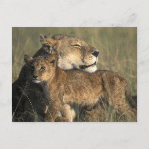 Kenya, Masai Mara Game Reserve, Lioness Postcard