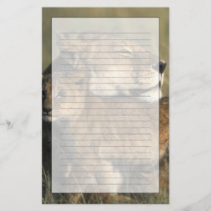 Kenya, Masai Mara Game Reserve, Lioness Stationery
