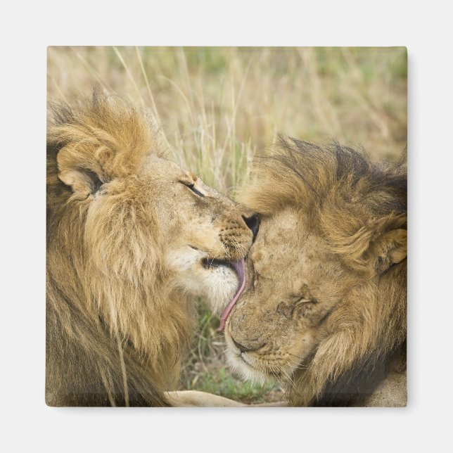 Kenya, Masai Mara Magnet (Front)