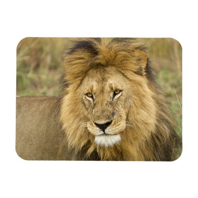 Kenya Masai Mara Magnet (Horizontal)