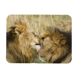 Kenya, Masai Mara Magnet