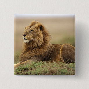 Kenya, Masai Mara Male Lion 15 Cm Square Badge
