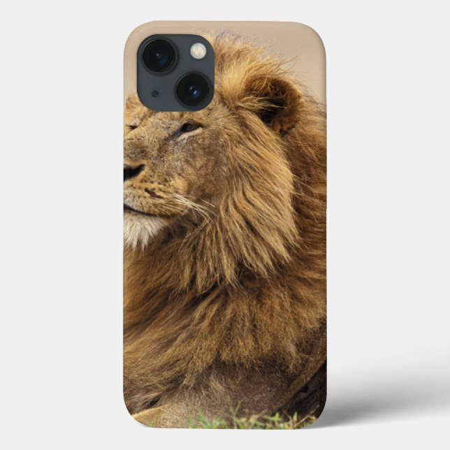 Kenya, Masai Mara | Male Lion Case-Mate iPhone Case (Back)