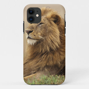 Kenya, Masai Mara Male Lion iPhone 11 Case